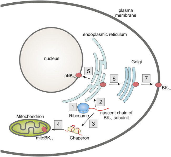 FIGURE 2