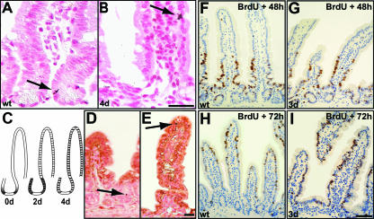 FIG. 5.