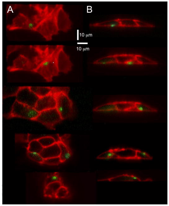 Fig. 8