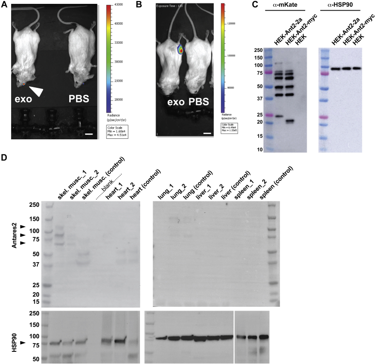 Figure 6