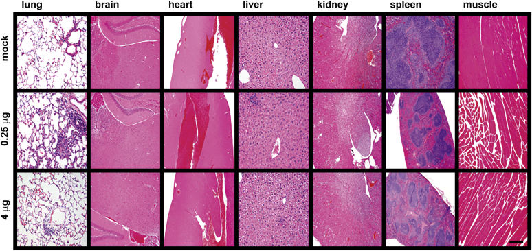 Figure 12