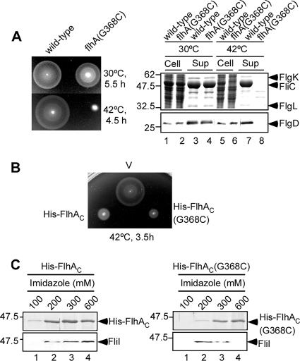 FIG. 1.