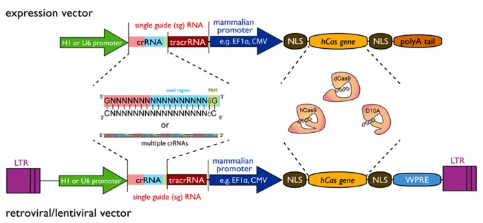 FIGURE 1