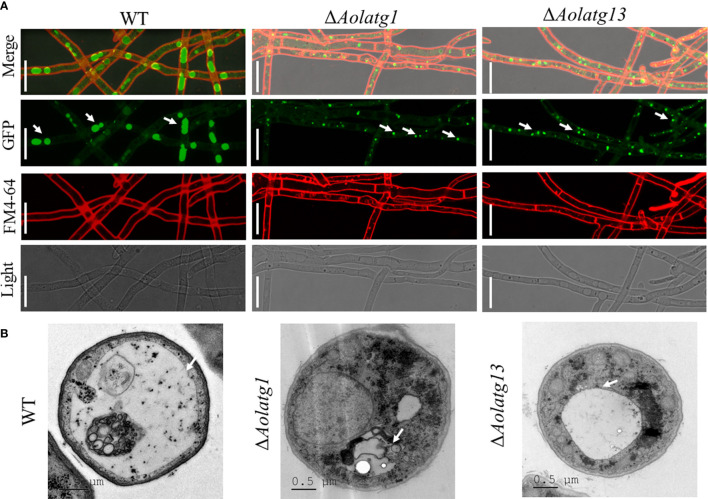 Figure 4