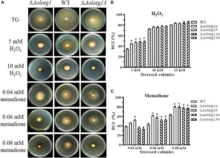 Figure 3