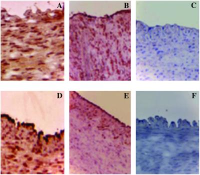 Fig 3.