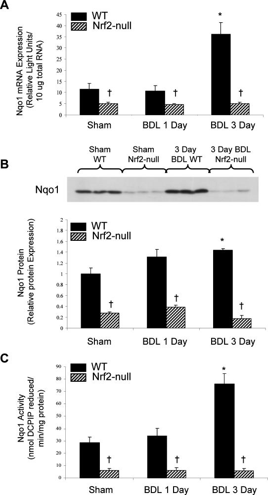 Fig 3.