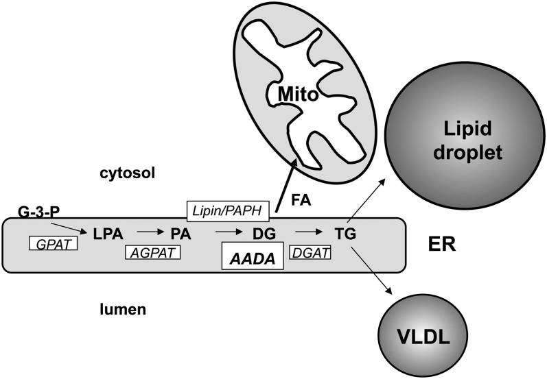 Fig. 7.