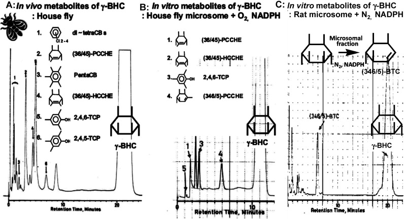 Fig. 4. Gas chromatograms of the hexane soluble metabolites in the housefly. A: In vivo; B: in vitro aerobic metabolism with the microsome fraction of housefly abdomen; C: in vitro anaerobic metabolism with the microsome fraction of rat liver.