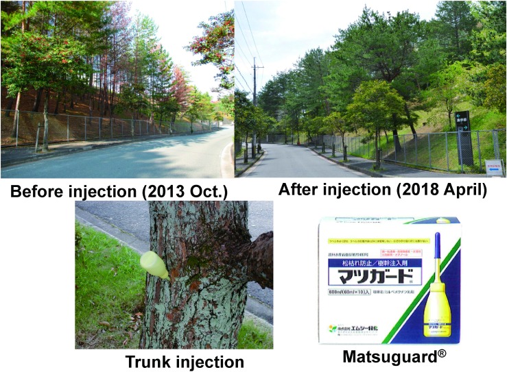 Fig. 13. Field trial of the trunk injection of Matsuguard® against pine wilt disease: Matsuguard® was injected on 2014 (Feb.).