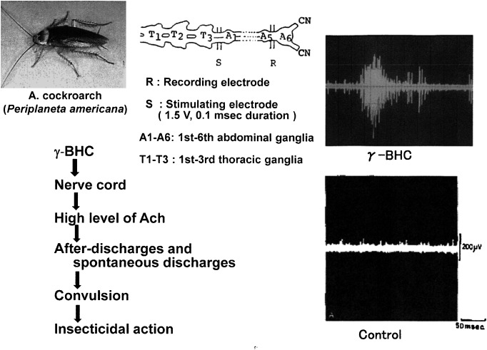 Fig. 2. Mode of action and excitatory symptoms of γ-BHC observed on the cholinergic synapse in the giant nerve cord of the American cockroach.