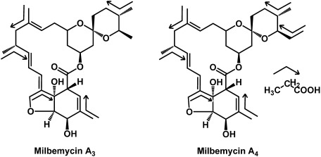 Fig. 14. Incorporation of propionate skeleton into the molecules of milbemycin A3 and A4.