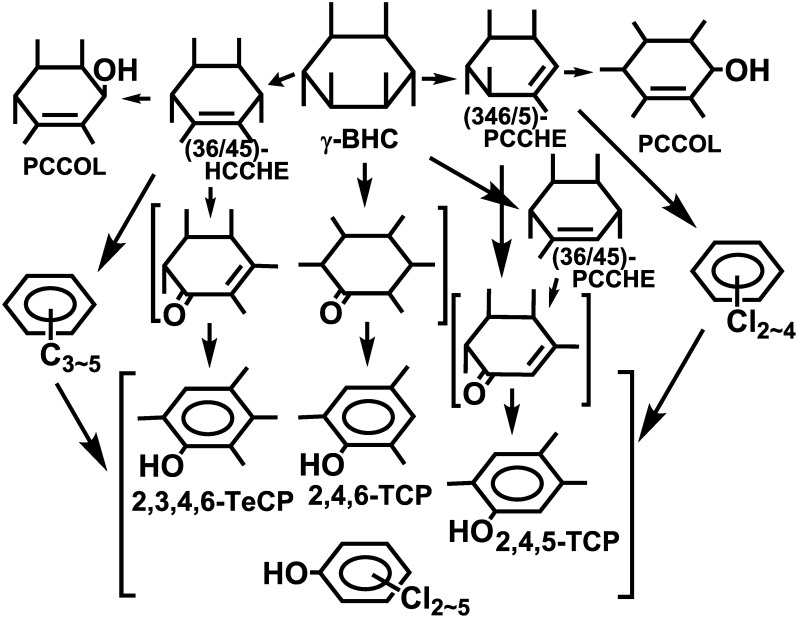 Fig. 8. Summary of the oxidative metabolism of γ-BHC.