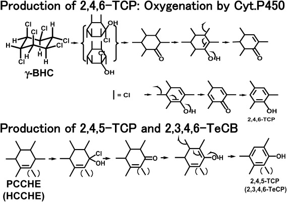 Fig. 5. Possible mechanisms of production of 2,4,6-TCP from BHC, and of 2,4,5-TCP and 2,3,4,6-TeCP from PCCHE and HCCHE, respectively.