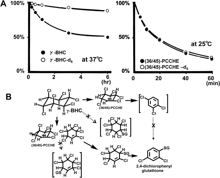 Fig. 9. Time courses of the in vitro breakdown of γ-BHC, its trans-dehydrochlorinated product (36/45)-PCCHE and their deuteriated counterparts (A) and possible metabolic routs (B).