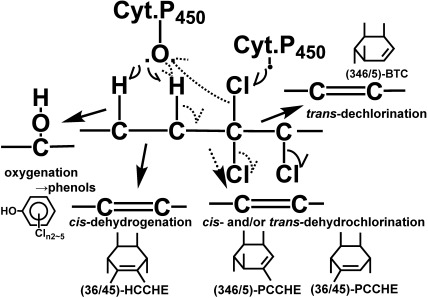 Fig. 7. Metabolism of BHC mediated by cytochrome P450.