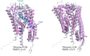 Figure 1—figure supplement 1.
