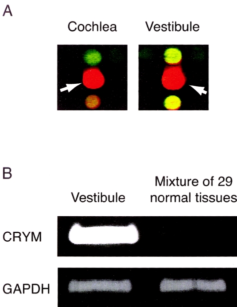 Figure  1