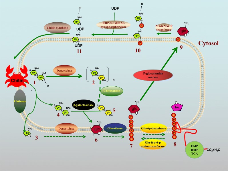 Fig. 4