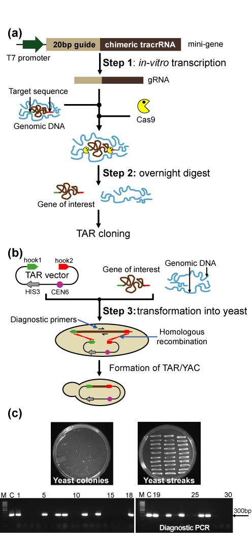 Figure 3.