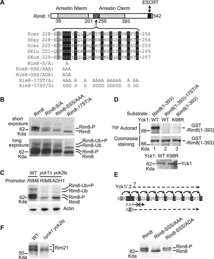 FIGURE 4: