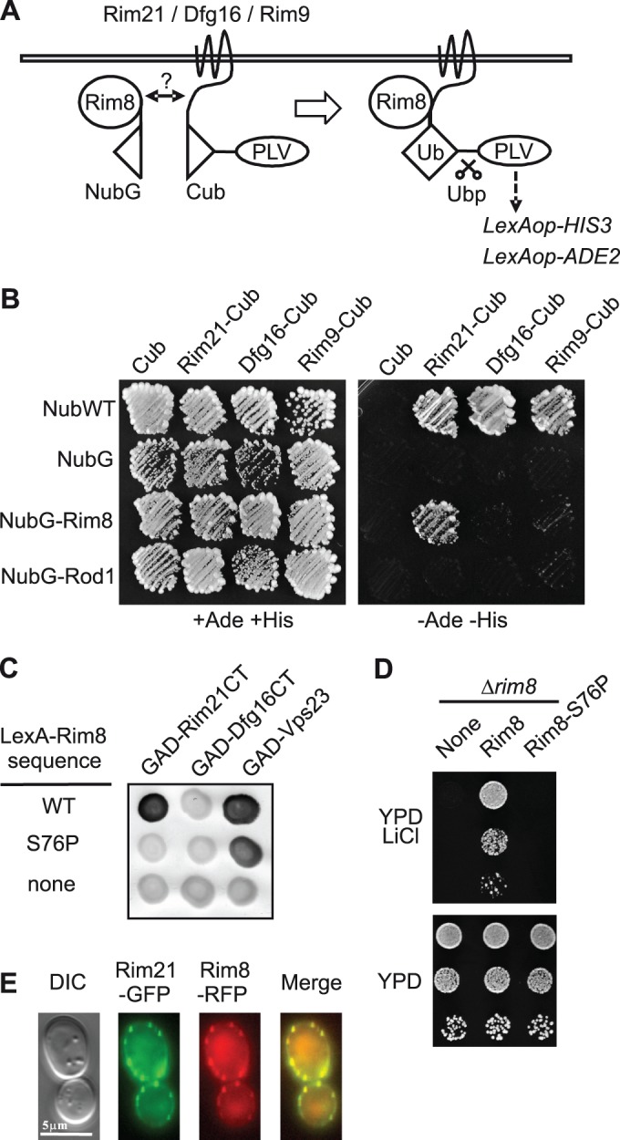 FIGURE 1: