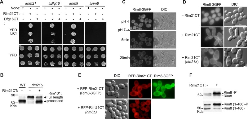 FIGURE 3: