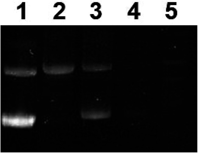 Fig. 10