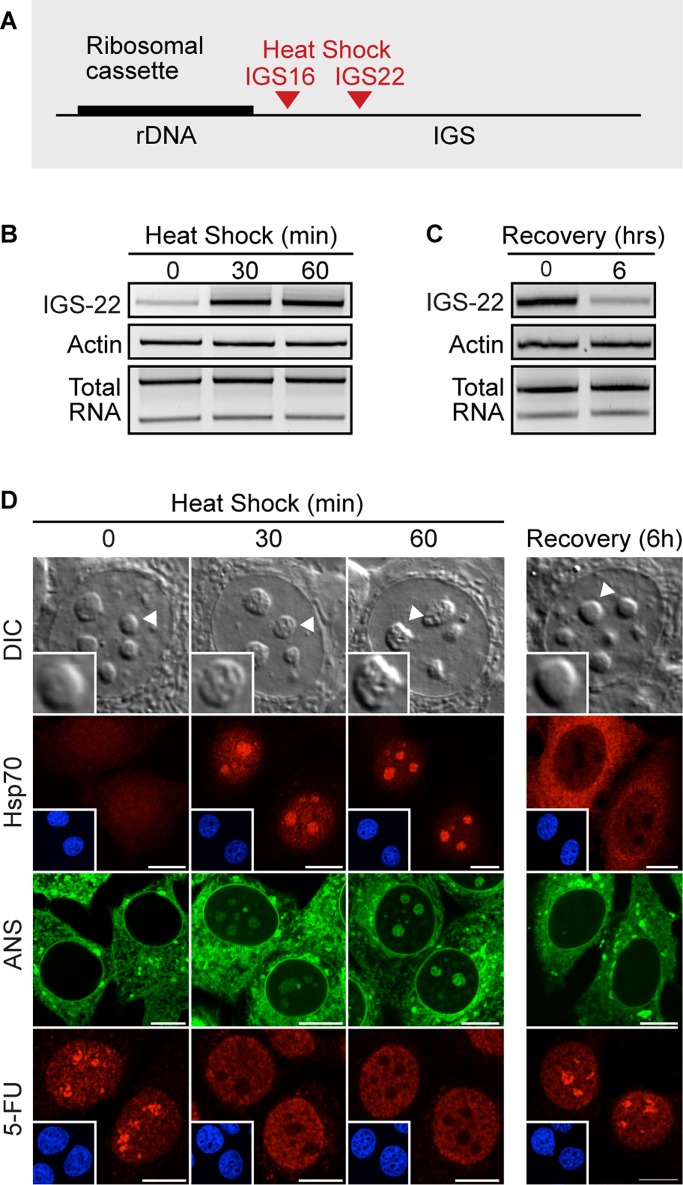 FIGURE 6: