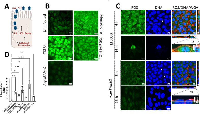 FIG 2