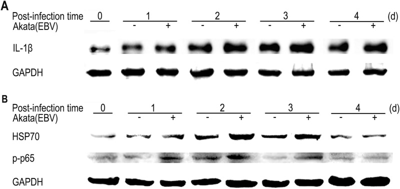 Fig. 5