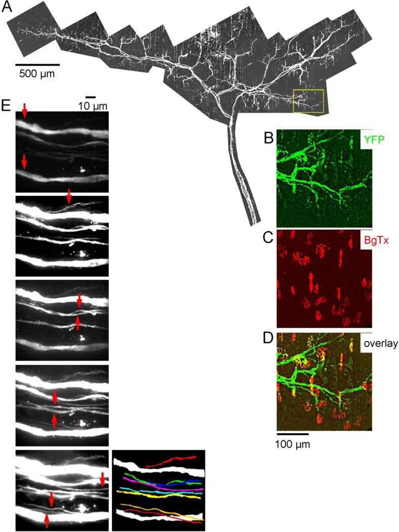 Fig. 2