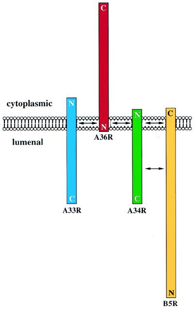 FIG. 8