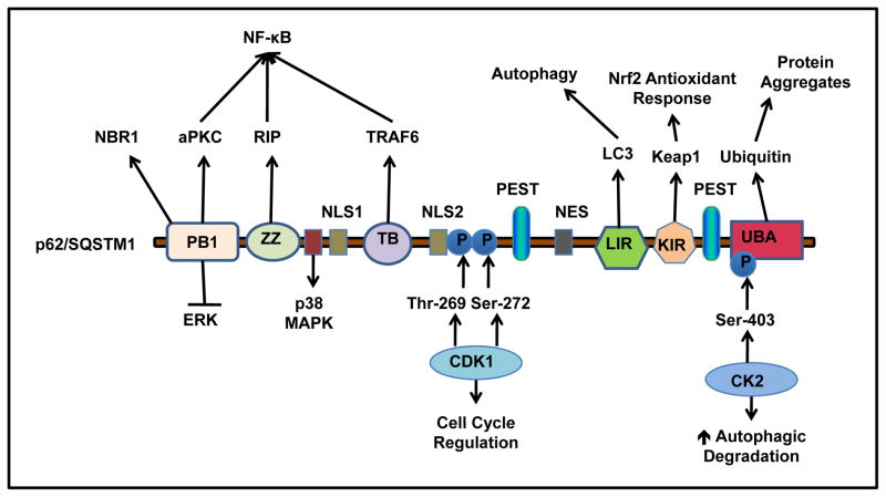 The Role of p62/SQSTM1 in Liver Physiology and Pathogenesis - PMC