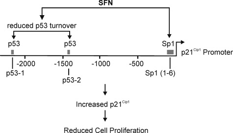 FIGURE 11.