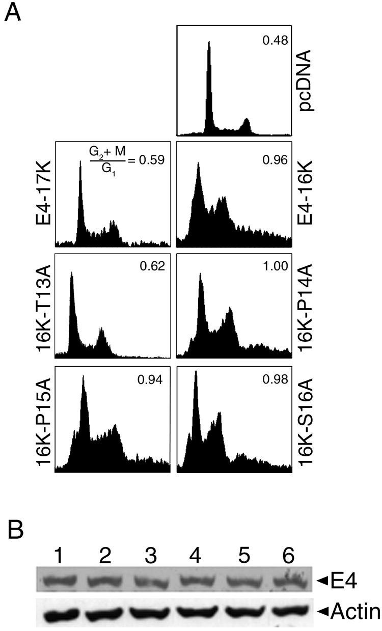 FIG. 5.