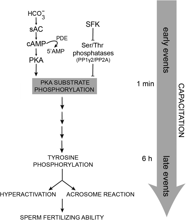 Figure 7