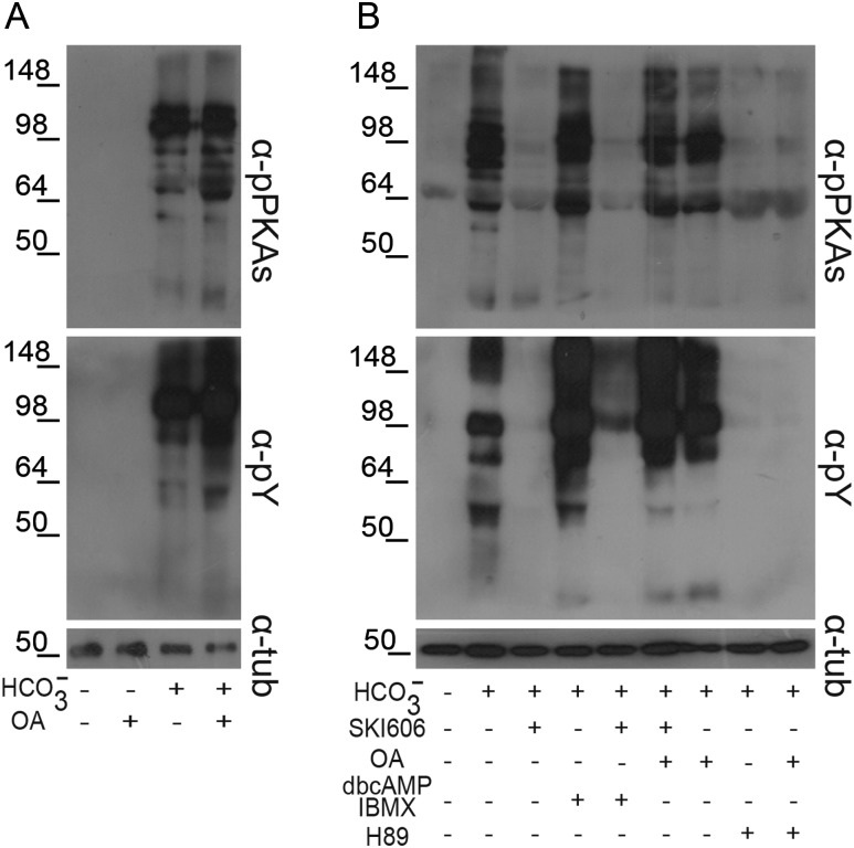 Figure 5