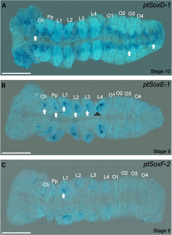 Fig. 8