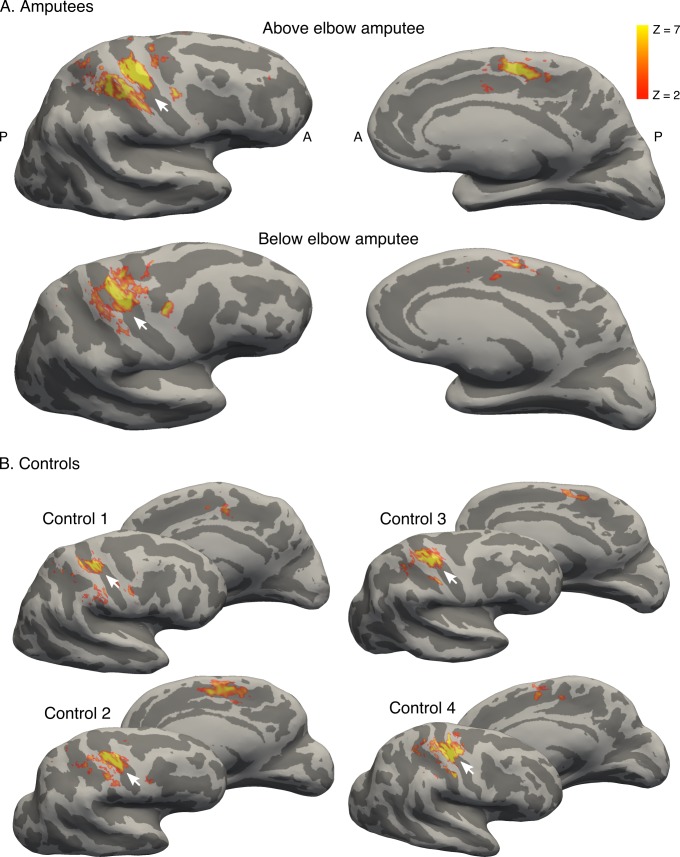 Figure 1—figure supplement 2.