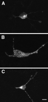 Fig. 10.