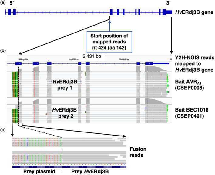 FIGURE 2