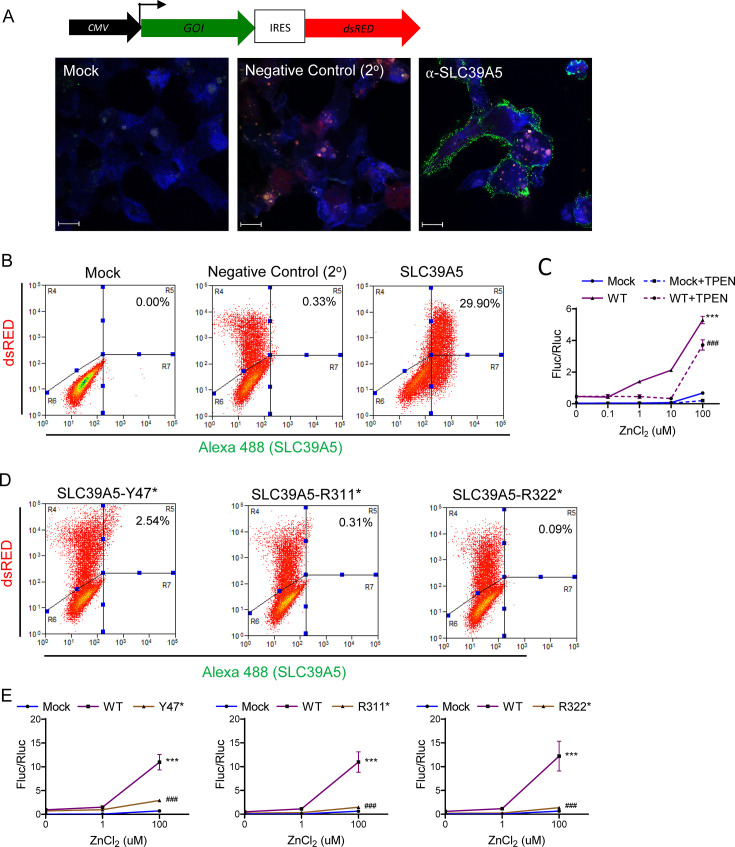 Figure 1—figure supplement 2.