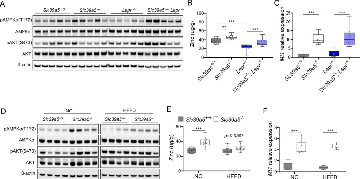 Figure 5—figure supplement 1.