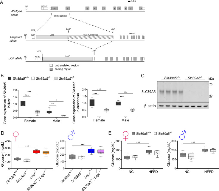 Figure 2—figure supplement 1.