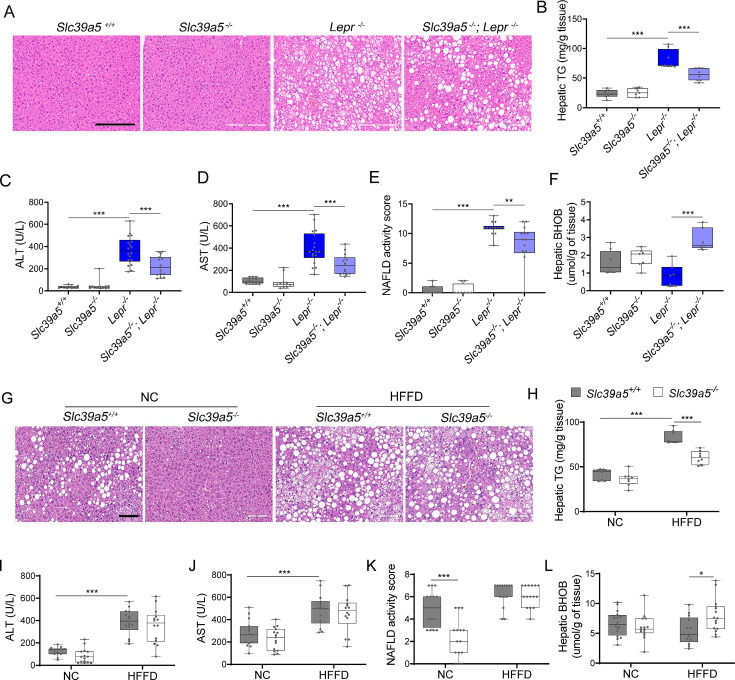 Figure 4—figure supplement 1.