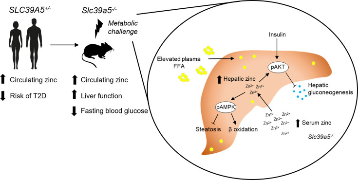 Figure 1—figure supplement 1.