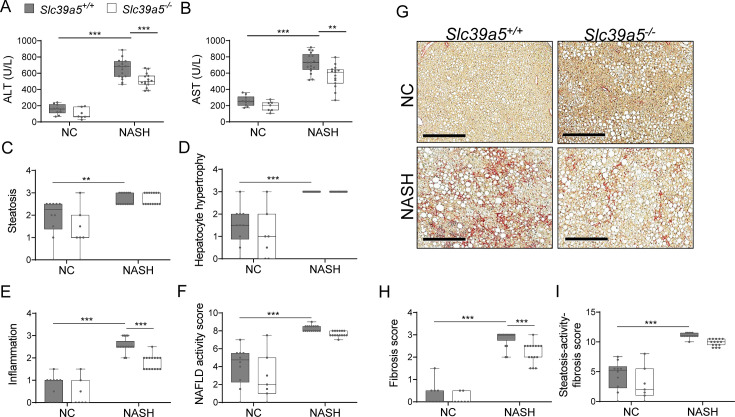 Figure 6—figure supplement 1.