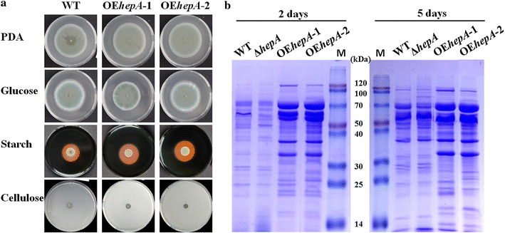 Fig. 4