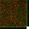 FIG 2